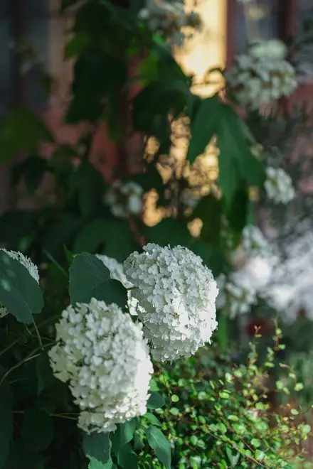 ╲New／【Jun.6月】 Family Wedding 『緑美』 画像 3